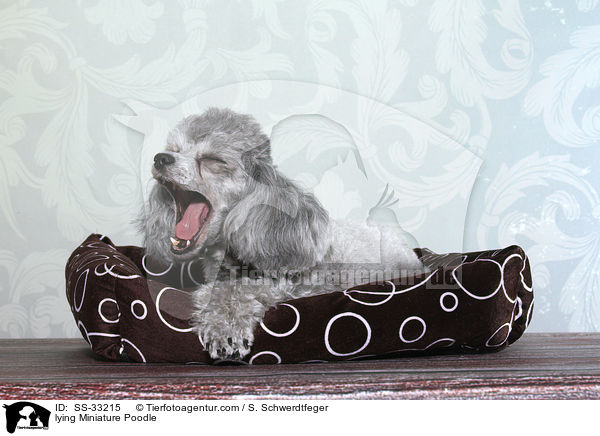 liegender Zwergpudel / lying Miniature Poodle / SS-33215