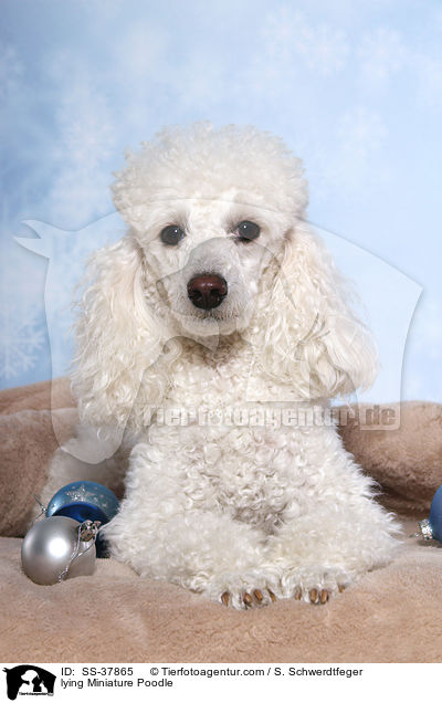 liegender Zwergpudel / lying Miniature Poodle / SS-37865