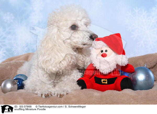 schnuppernder Zwergpudel / snuffling Miniature Poodle / SS-37868