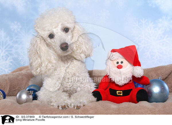 liegender Zwergpudel / lying Miniature Poodle / SS-37869