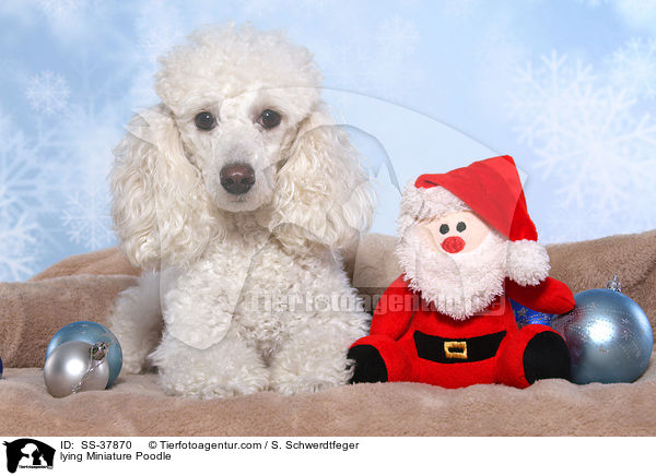 lying Miniature Poodle / SS-37870