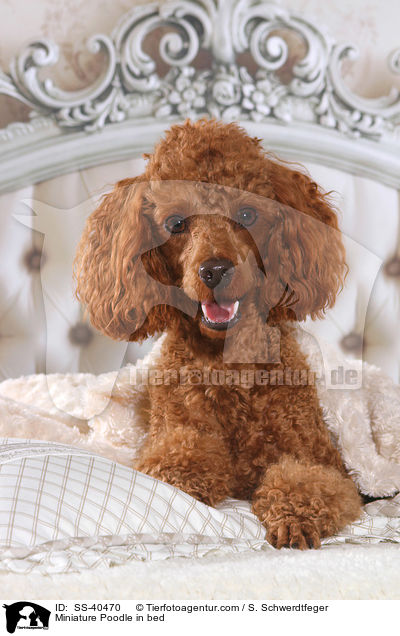Zwergpudel im Bett / Miniature Poodle in bed / SS-40470