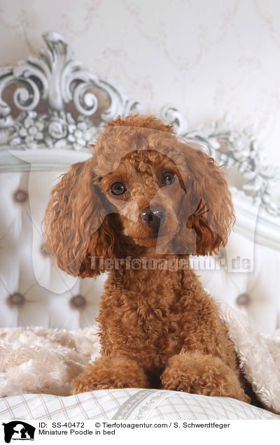 Miniature Poodle in bed / SS-40472