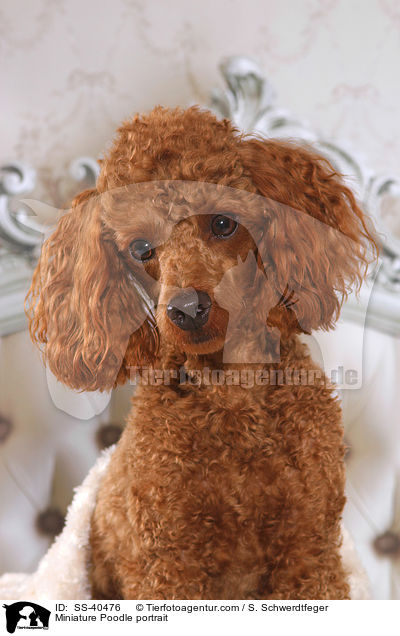 Miniature Poodle portrait / SS-40476