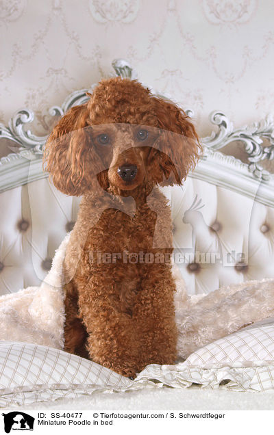 Zwergpudel im Bett / Miniature Poodle in bed / SS-40477