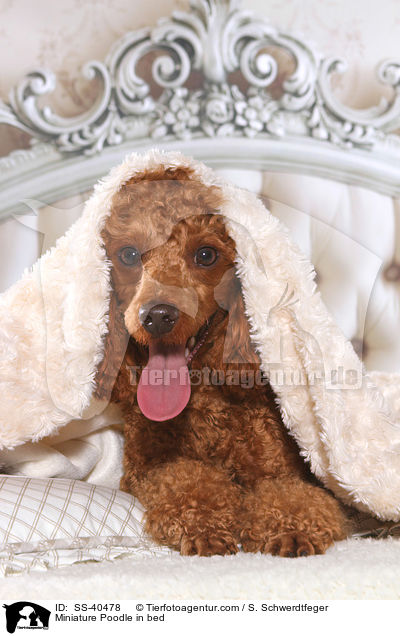 Zwergpudel im Bett / Miniature Poodle in bed / SS-40478