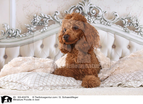 Zwergpudel im Bett / Miniature Poodle in bed / SS-40479