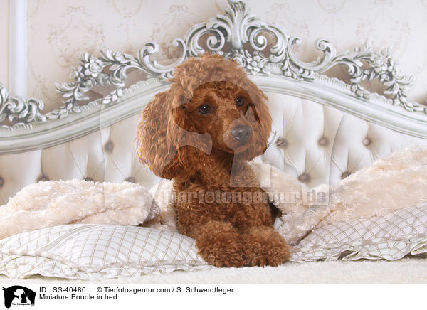 Zwergpudel im Bett / Miniature Poodle in bed / SS-40480