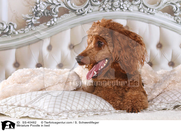 Zwergpudel im Bett / Miniature Poodle in bed / SS-40482