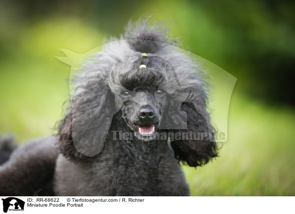 Miniature Poodle Portrait / RR-68622