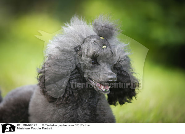 Miniature Poodle Portrait / RR-68623