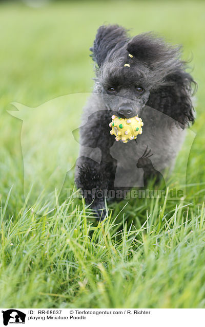 spielender Zwergpudel / playing Miniature Poodle / RR-68637