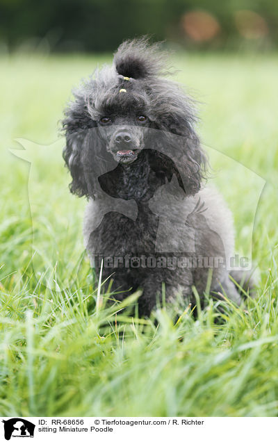 sitting Miniature Poodle / RR-68656