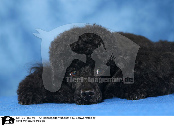 lying Miniature Poodle / SS-45970