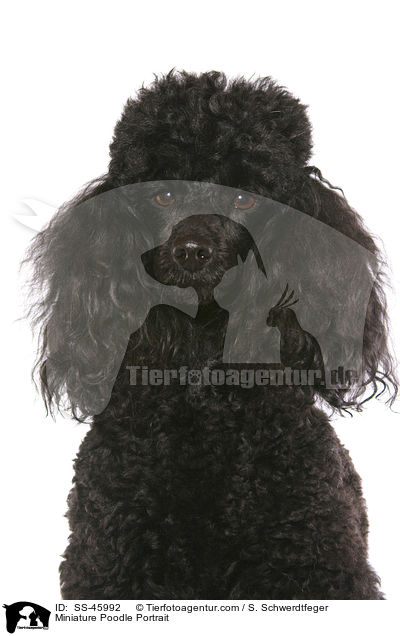 Miniature Poodle Portrait / SS-45992