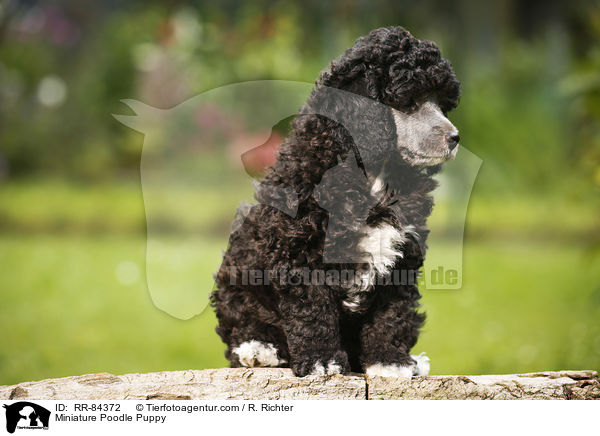 Miniature Poodle Puppy / RR-84372