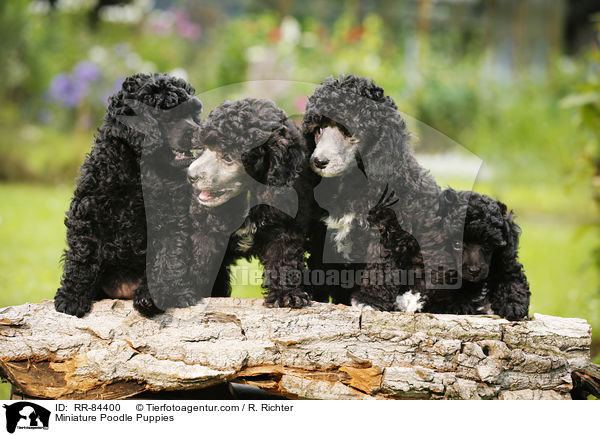 Miniature Poodle Puppies / RR-84400
