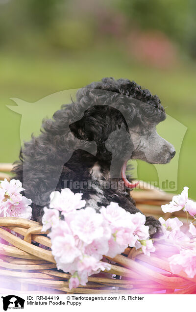 Zwergpudel Welpe / Miniature Poodle Puppy / RR-84419