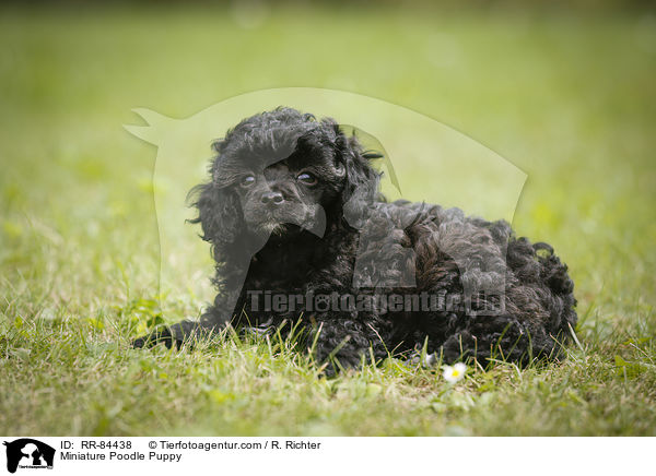 Miniature Poodle Puppy / RR-84438