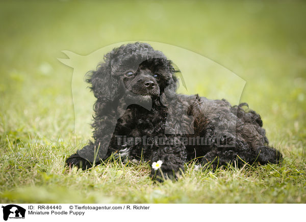 Miniature Poodle Puppy / RR-84440