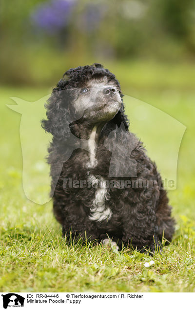 Miniature Poodle Puppy / RR-84446