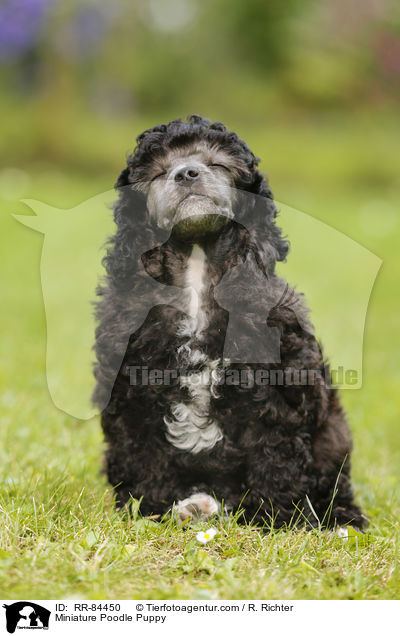 Miniature Poodle Puppy / RR-84450