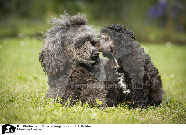 Miniature Poodles / RR-84459