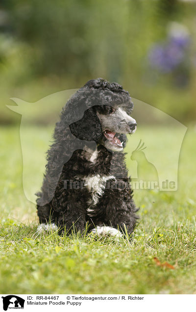 Miniature Poodle Puppy / RR-84467