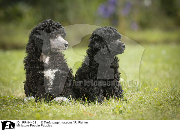 Miniature Poodle Puppies / RR-84468