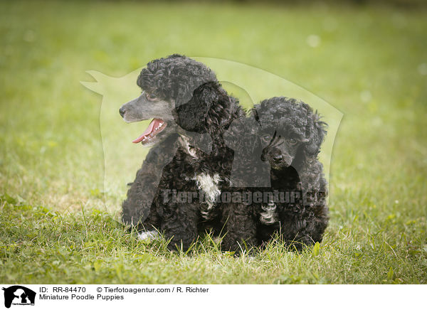 Miniature Poodle Puppies / RR-84470