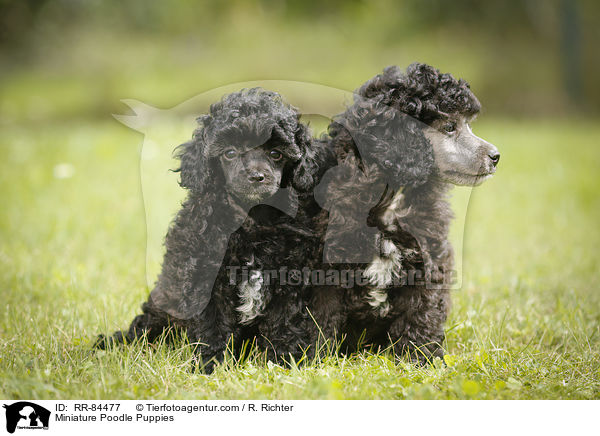 Miniature Poodle Puppies / RR-84477