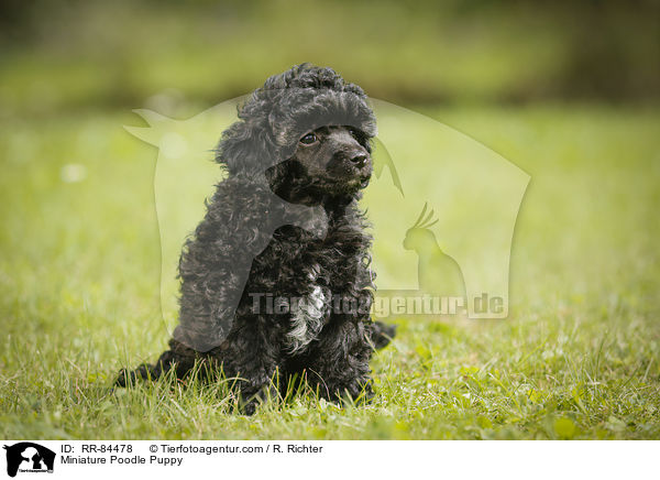 Miniature Poodle Puppy / RR-84478