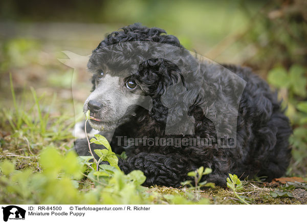 Miniature Poodle Puppy / RR-84500