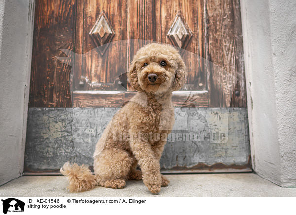 sitzender Zwergpudel / sitting toy poodle / AE-01546