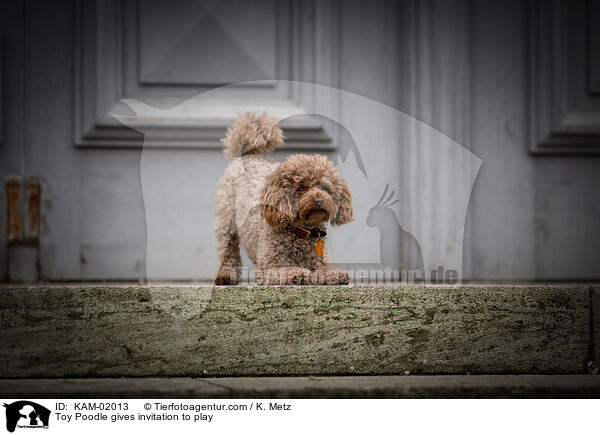 Zwergpudel macht Spielaufforderung / Toy Poodle gives invitation to play / KAM-02013