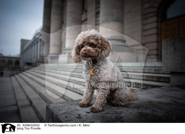 lying Toy Poodle / KAM-02042