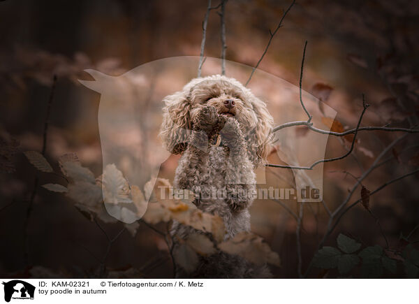 Zwergpudel im Herbst / toy poodle in autumn / KAM-02321