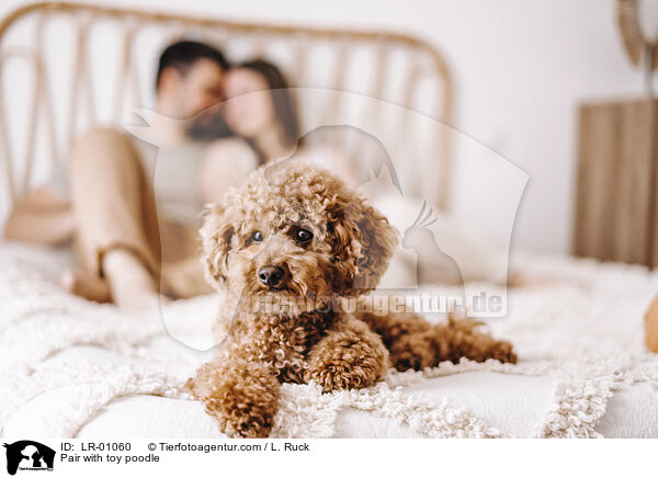 Prchen mit Zwergpudel / Pair with toy poodle / LR-01060