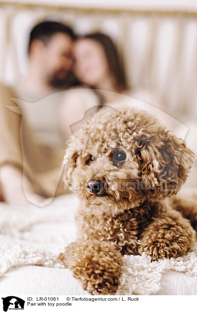 Prchen mit Zwergpudel / Pair with toy poodle / LR-01061