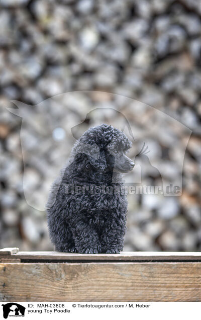 young Toy Poodle / MAH-03808