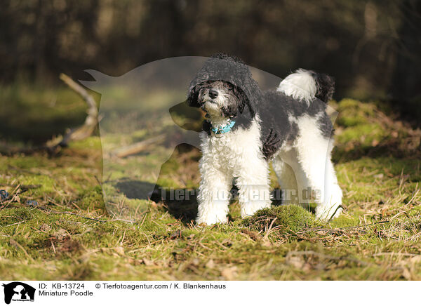 Zwergpudel / Miniature Poodle / KB-13724