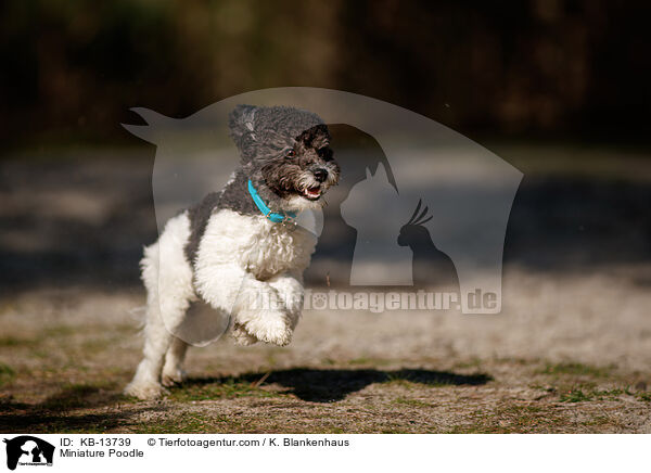 Zwergpudel / Miniature Poodle / KB-13739