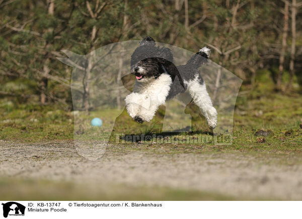 Zwergpudel / Miniature Poodle / KB-13747