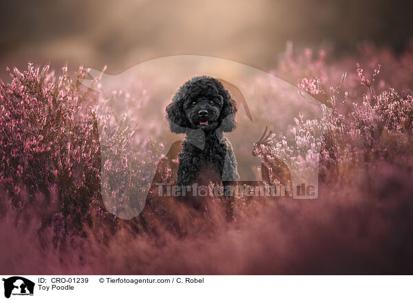 Zwergpudel / Toy Poodle / CRO-01239