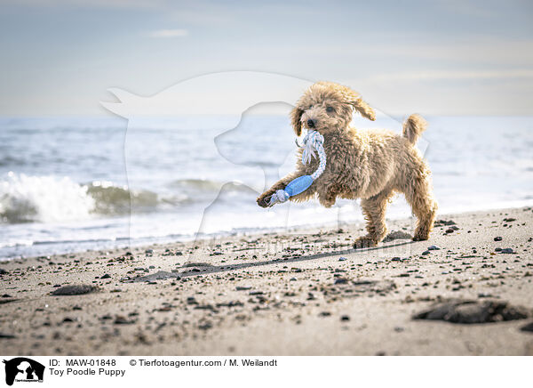 Zwergpudel Welpe / Toy Poodle Puppy / MAW-01848