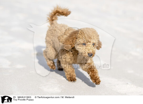 Zwergpudel Welpe / Toy Poodle Puppy / MAW-01863