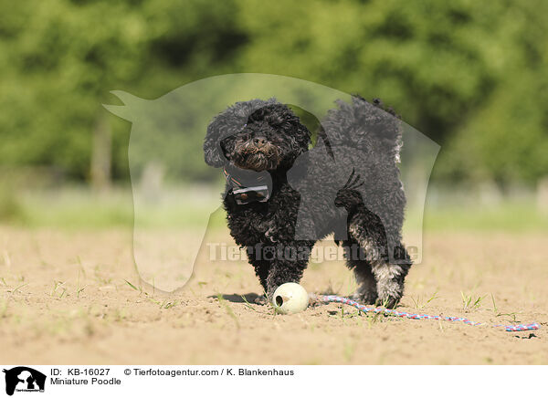 Zwergpudel / Miniature Poodle / KB-16027