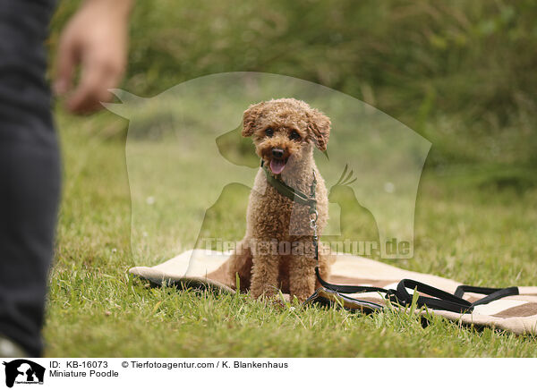 Zwergpudel / Miniature Poodle / KB-16073