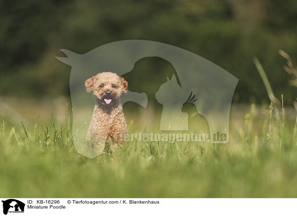 Zwergpudel / Miniature Poodle / KB-16296