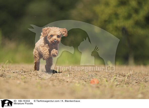 Zwergpudel / Miniature Poodle / KB-16302